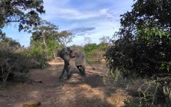 Exotická Srí Lanka: Cestou za slonmi a opicami