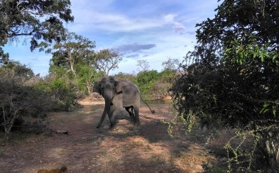 Exotická Srí Lanka: Cestou za slonmi a opicami