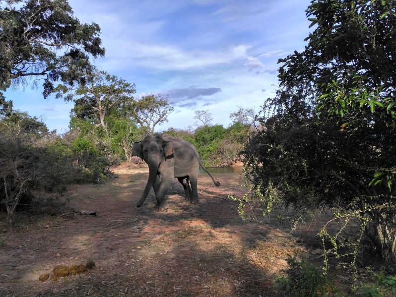Exotická Srí Lanka: Cestou za slonmi a opicami